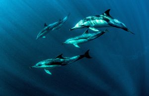 banc-de-dauphins